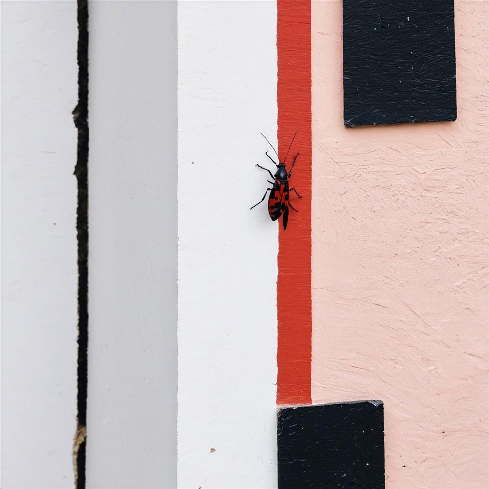 Insecte Rouge et Noir : Solutions et Prévention à Domicile